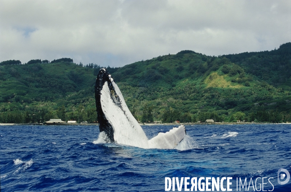 Humpback whale