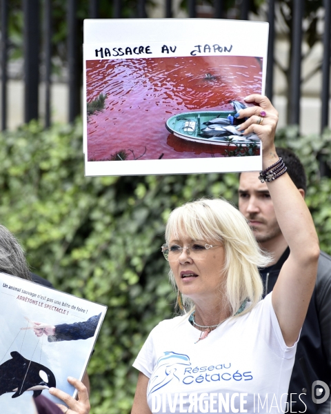 Japan Dolphins Day 2017 à Paris.