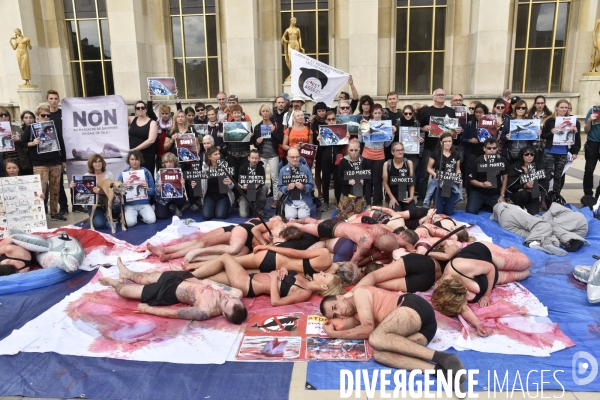 Japan Dolphins Day 2017 Paris. L214 & C est Assez