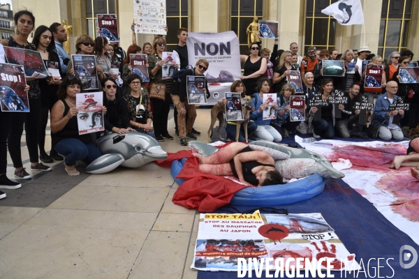 Japan Dolphins Day 2017 Paris. L214 & C est Assez