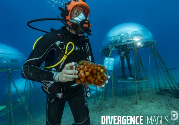 Nemo Garden, l agriculture du futur