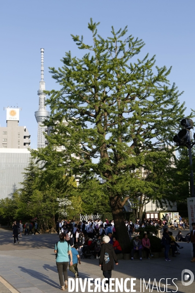 Asakusa