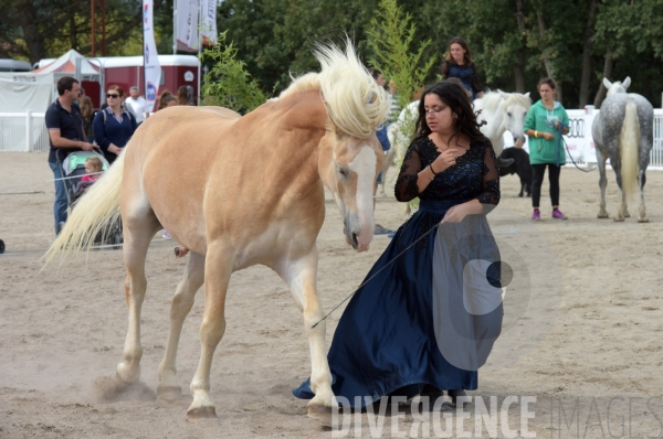 Salon du  Cheval Roi  à Grenade Animations, ambiances du salon dédié aux chevaux, aux anes