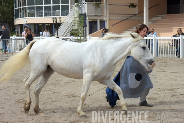 Salon du  Cheval Roi  à Grenade Animations, ambiances du salon dédié aux chevaux, aux anes