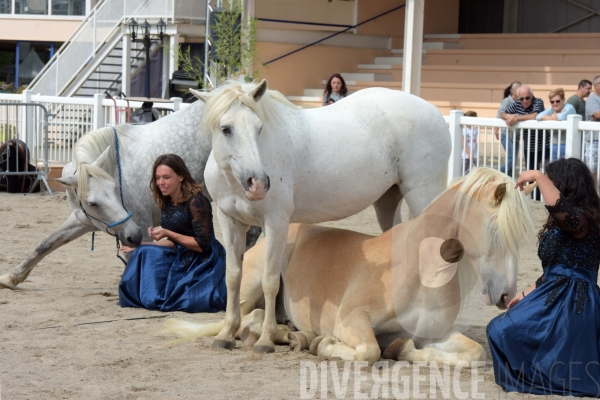 Salon du  Cheval Roi  à Grenade Animations, ambiances du salon dédié aux chevaux, aux anes