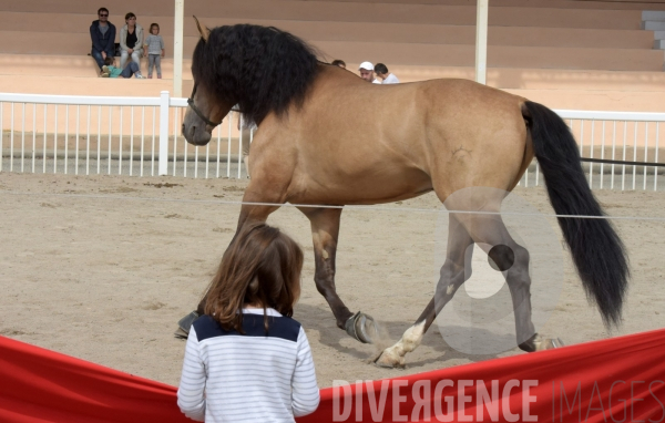 Salon du  Cheval Roi  à Grenade Animations, ambiances du salon dédié aux chevaux, aux anes