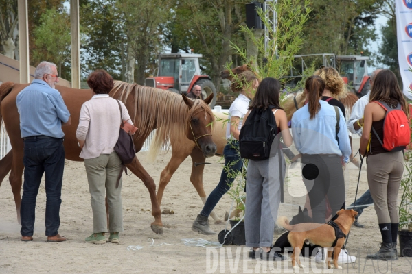 Salon du  Cheval Roi  à Grenade Animations, ambiances du salon dédié aux chevaux, aux anes