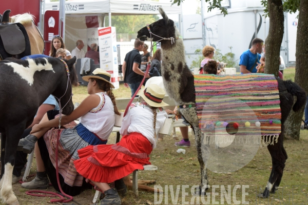 Salon du  Cheval Roi  à Grenade Animations, ambiances du salon dédié aux chevaux, aux anes