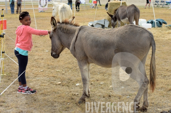 Salon du  Cheval Roi  à Grenade Animations, ambiances du salon dédié aux chevaux, aux anes