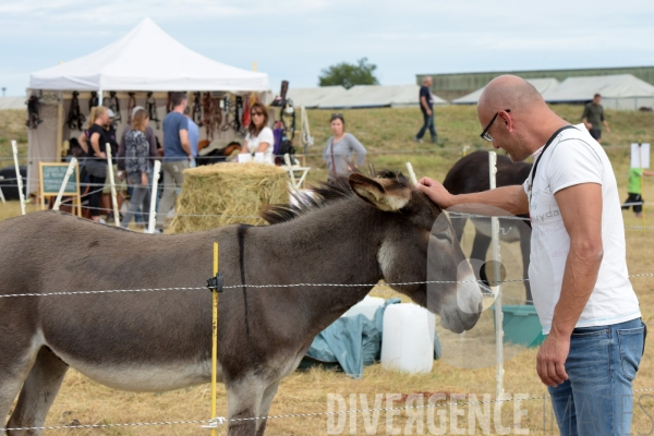 Salon du  Cheval Roi  à Grenade Animations, ambiances du salon dédié aux chevaux, aux anes