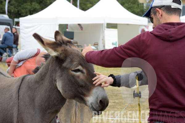 Salon du  Cheval Roi  à Grenade Animations, ambiances du salon dédié aux chevaux, aux anes