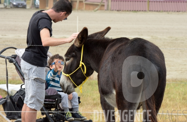 Salon du  Cheval Roi  à Grenade Animations, ambiances du salon dédié aux chevaux, aux anes