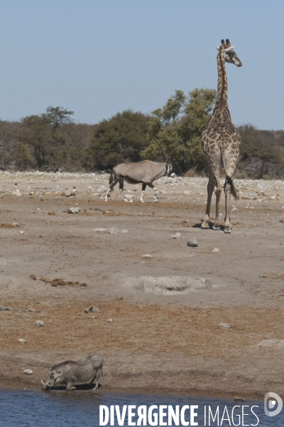 Namibie