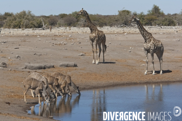 Namibie