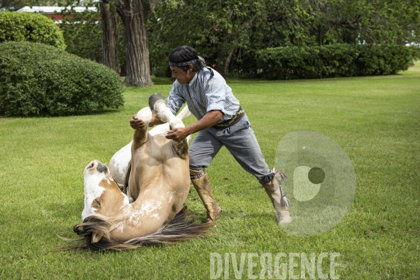 L homme qui murmurait à l oreille des chevaux