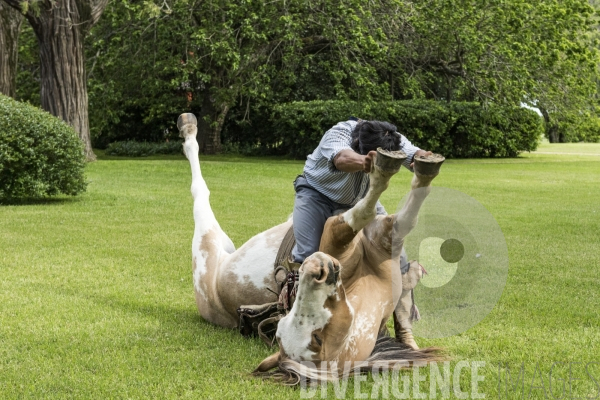 L homme qui murmurait à l oreille des chevaux