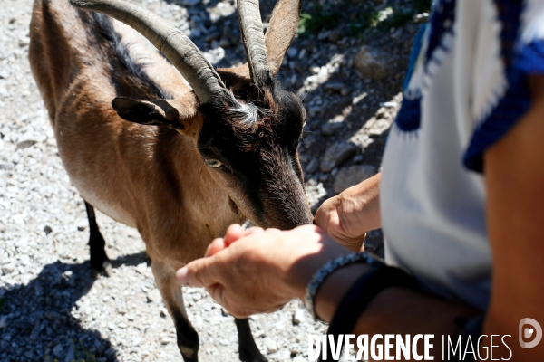 Shkurta éleveuse de chèvre dans les montagnes albanaises