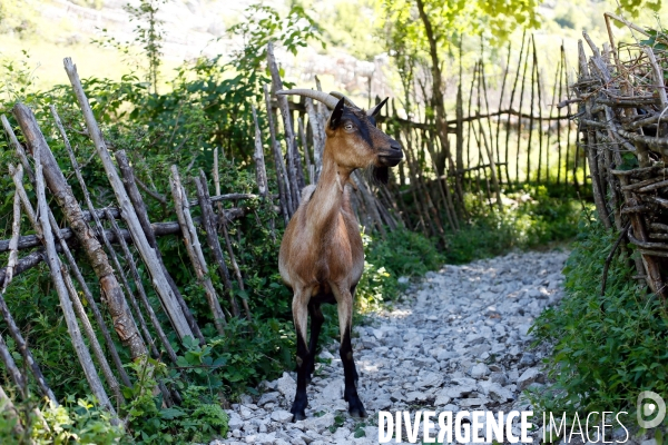 Shkurta éleveuse de chèvre dans les montagnes albanaises