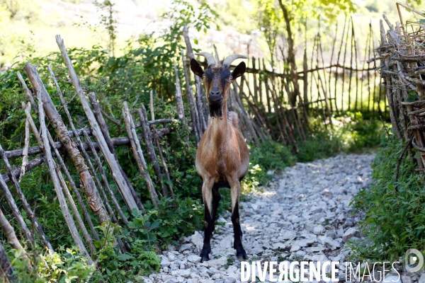 Shkurta éleveuse de chèvre dans les montagnes albanaises