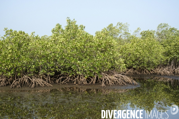 Aire Marine Protégée de Bamboung