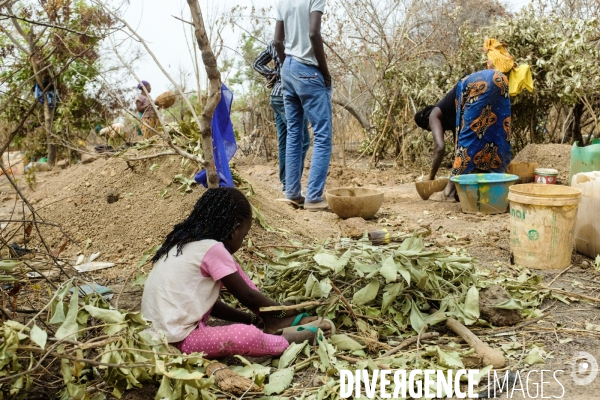 Orpaillage clandestin, Sénégal