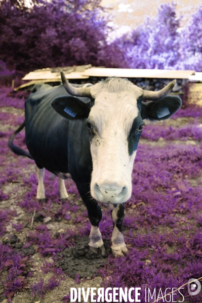 Alimentation , chaine alimentaire , le bétail . pesticides