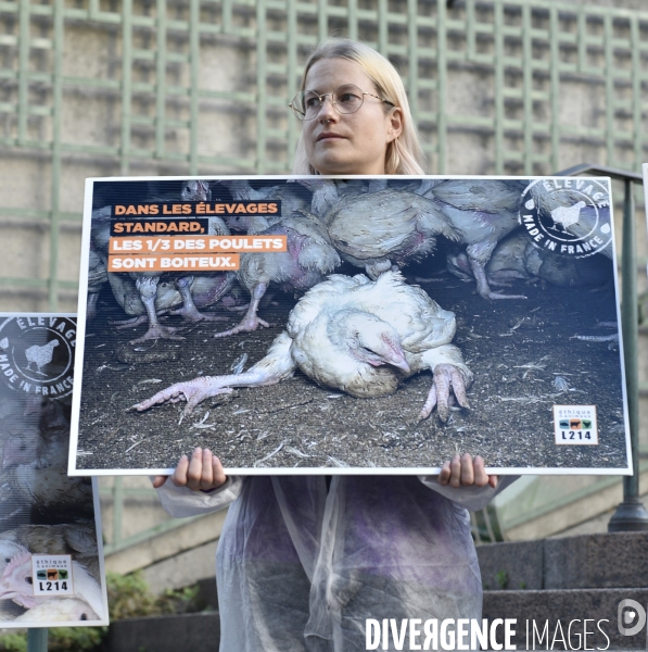 Cause animale : Action nationale poulets de chair #35jours d enfer. Animals rights.