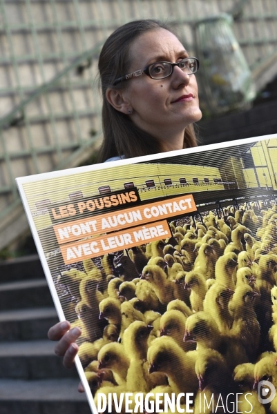 Cause animale : Action nationale poulets de chair #35jours d enfer. Animals rights.