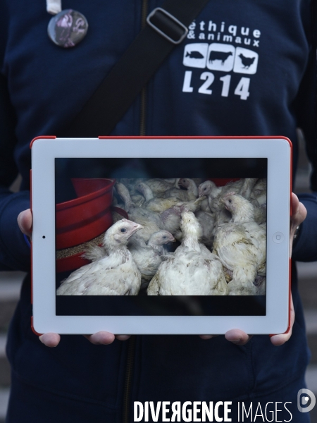 Cause animale : Action nationale poulets de chair #35jours d enfer. Animals rights.