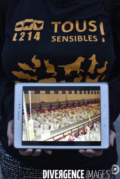 Cause animale : Action nationale poulets de chair #35jours d enfer. Animals rights.