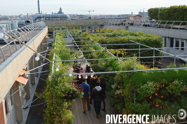 La start up, Sous les fraises, cultive 22 000 plantes comestibles sur le toit du BHV.Portrait de Marie Dehaene, ingenieure agronome chez Sous les fraises.