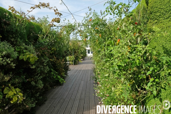 La start up, Sous les fraises, cultive 22 000 plantes comestibles sur le toit du BHV.Portrait de Marie Dehaene, ingenieure agronome chez Sous les fraises.