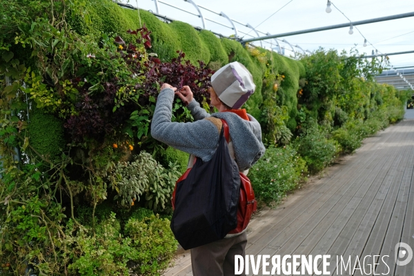 La start up, Sous les fraises, cultive 22 000 plantes comestibles sur le toit du BHV.Portrait de Marie Dehaene, ingenieure agronome chez Sous les fraises.