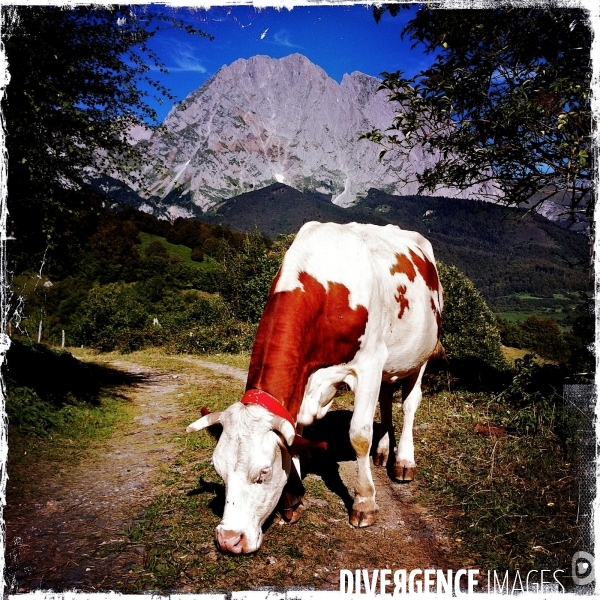 Vache