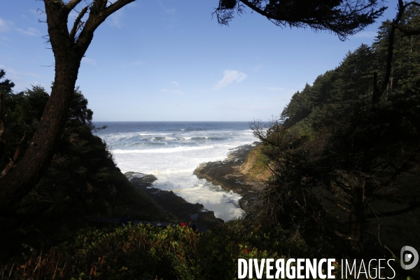 Cape perpetua