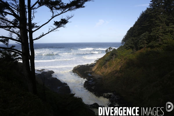 Cape perpetua