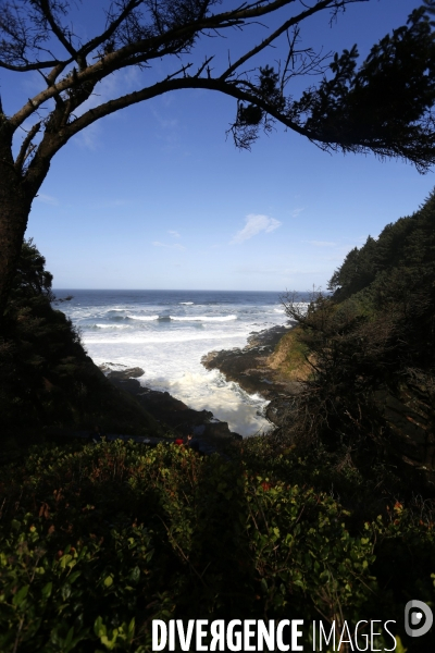 Cape perpetua