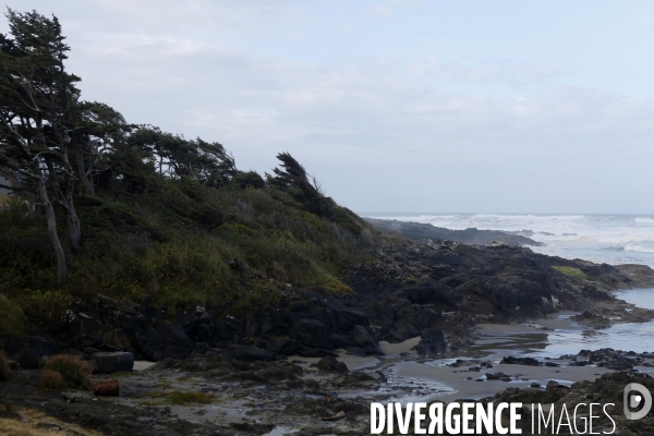 Cape perpetua