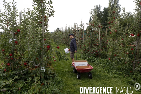 KIYOKAWA Family Orchards