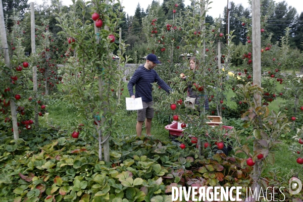 KIYOKAWA Family Orchards