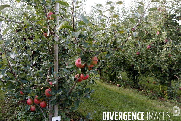 KIYOKAWA Family Orchards