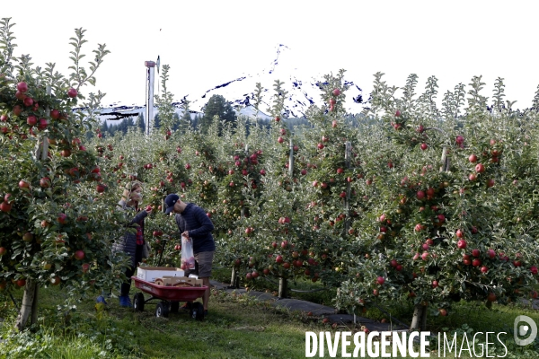 KIYOKAWA Family Orchards