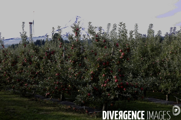 KIYOKAWA Family Orchards