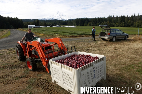 KIYOKAWA Family Orchards