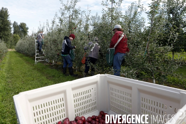 KIYOKAWA Family Orchards