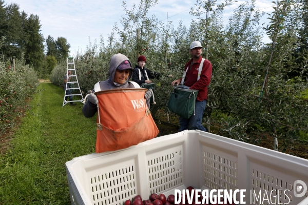 KIYOKAWA Family Orchards