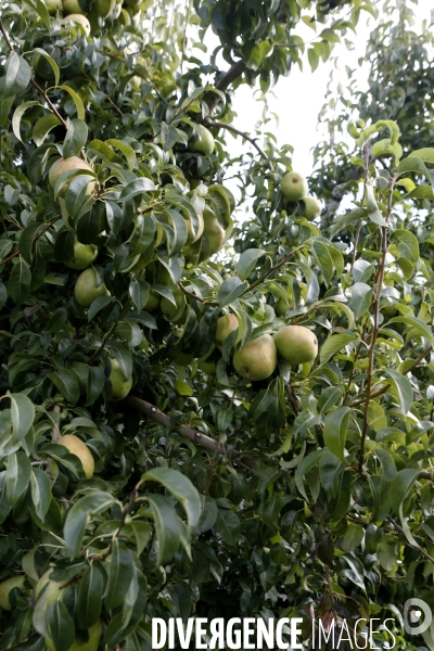 KIYOKAWA Family Orchards
