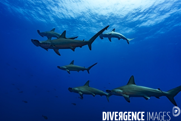 Banc de requins marteau halicorne (Phyrna lewini) en Mer Rouge