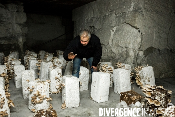 La culture du vrai champignon de Paris
