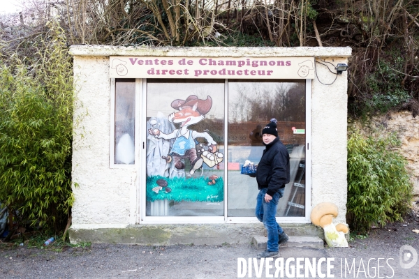 La culture du vrai champignon de Paris